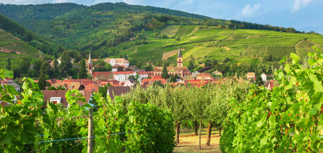 Programme immobilier neuf VITIS - Wettolsheim proche de Colmar centre (68920) - Référence : 9117